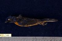 藏品(黃腹琉璃)的圖片